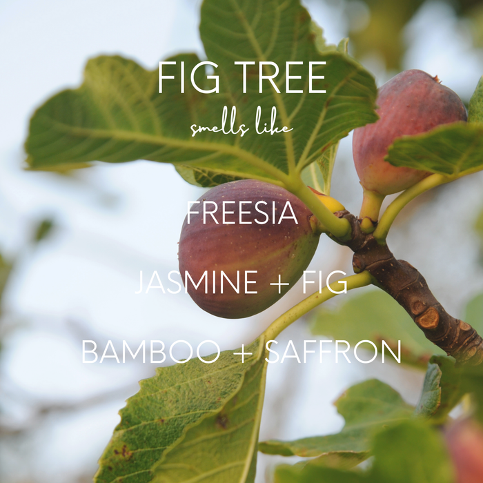 Fig Tree Candle